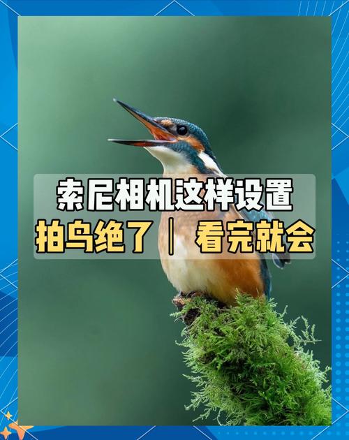 索尼,微单,想拍鸟,有什么选取